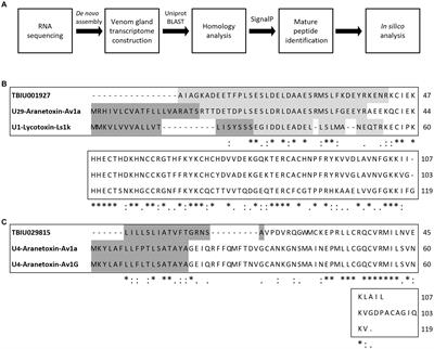 In silico identification of novel antimicrobial peptides from the venom gland transcriptome of the spider Argiope bruennichi (Scopoli, 1772)